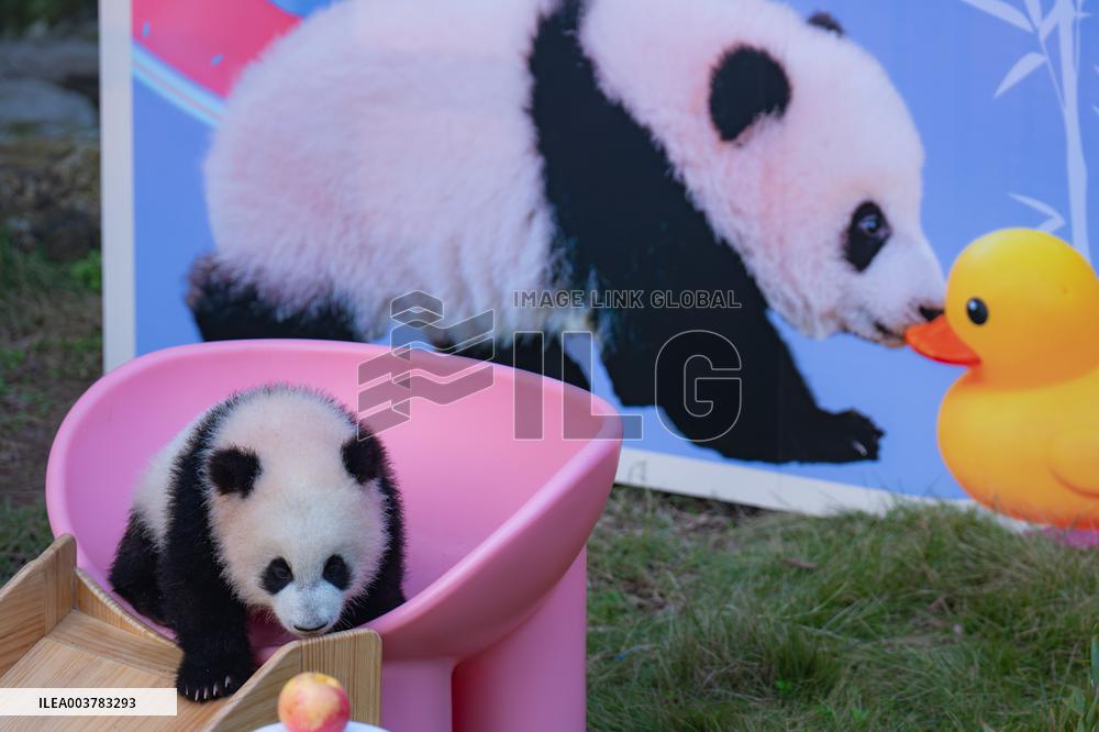 Giant Panda cub Qisanmei Celebrates Half-year old at Chongqi