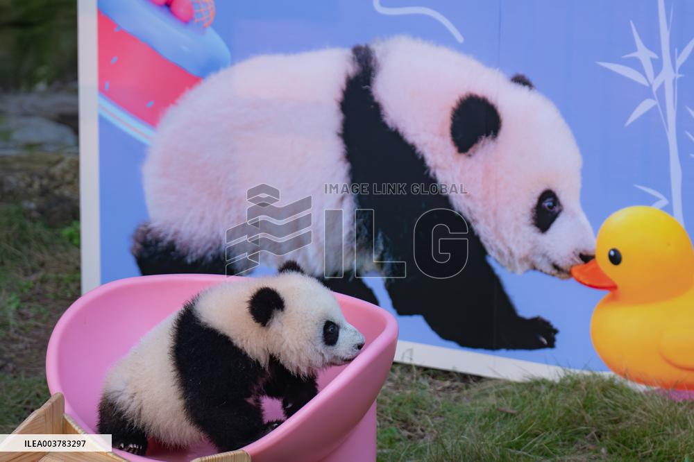 Giant Panda cub Qisanmei Celebrates Half-year old at Chongqi