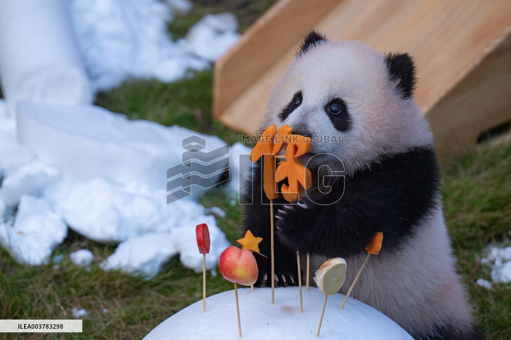Giant Panda cub Qisanmei Celebrates Half-year old at Chongqi