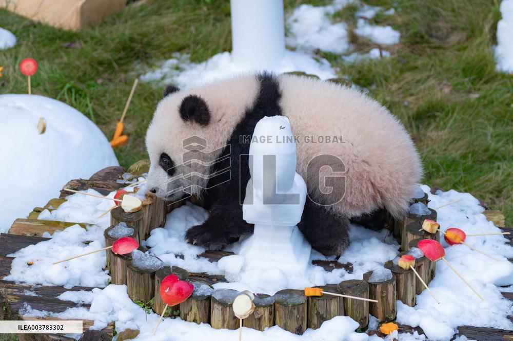 Giant Panda cub Qisanmei Celebrates Half-year old at Chongqi