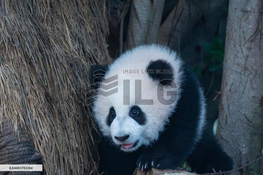 Giant Panda cub Qisanmei Celebrates Half-year old at Chongqi