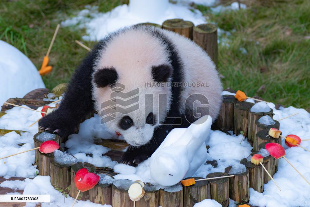 Giant Panda cub Qisanmei Celebrates Half-year old at Chongqi