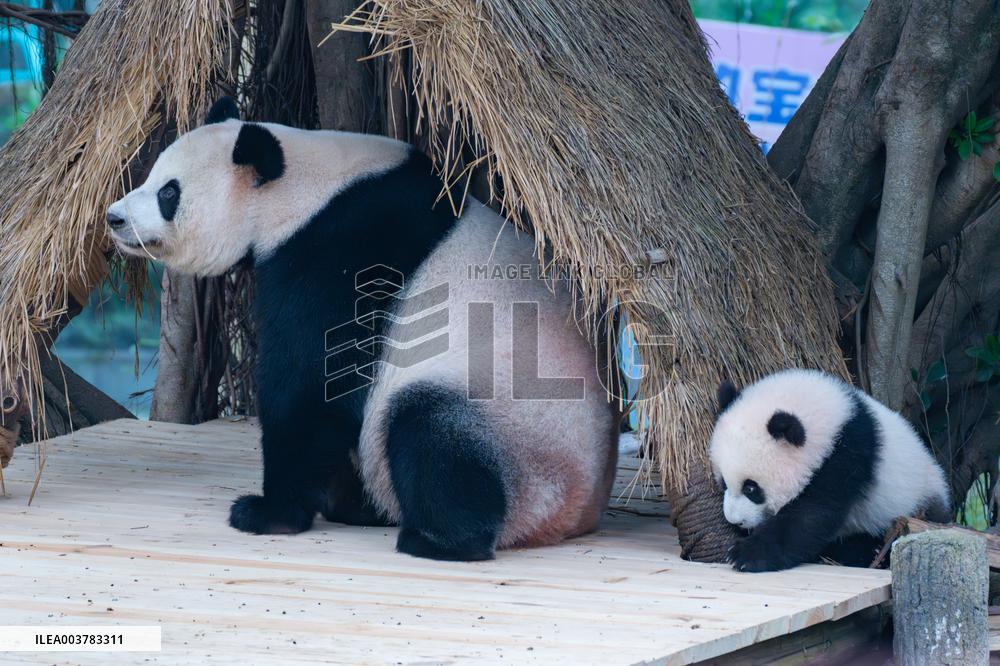 Giant Panda cub Qisanmei Celebrates Half-year old at Chongqi