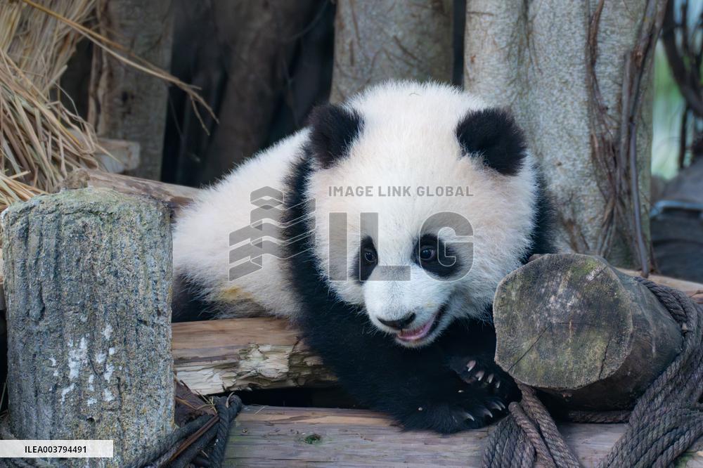 Giant Panda Celebrate New Year in Chongqing Zoo