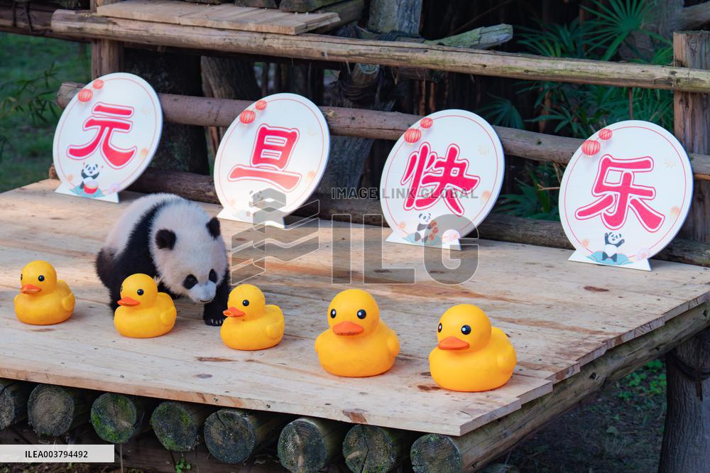 Giant Panda Celebrate New Year in Chongqing Zoo