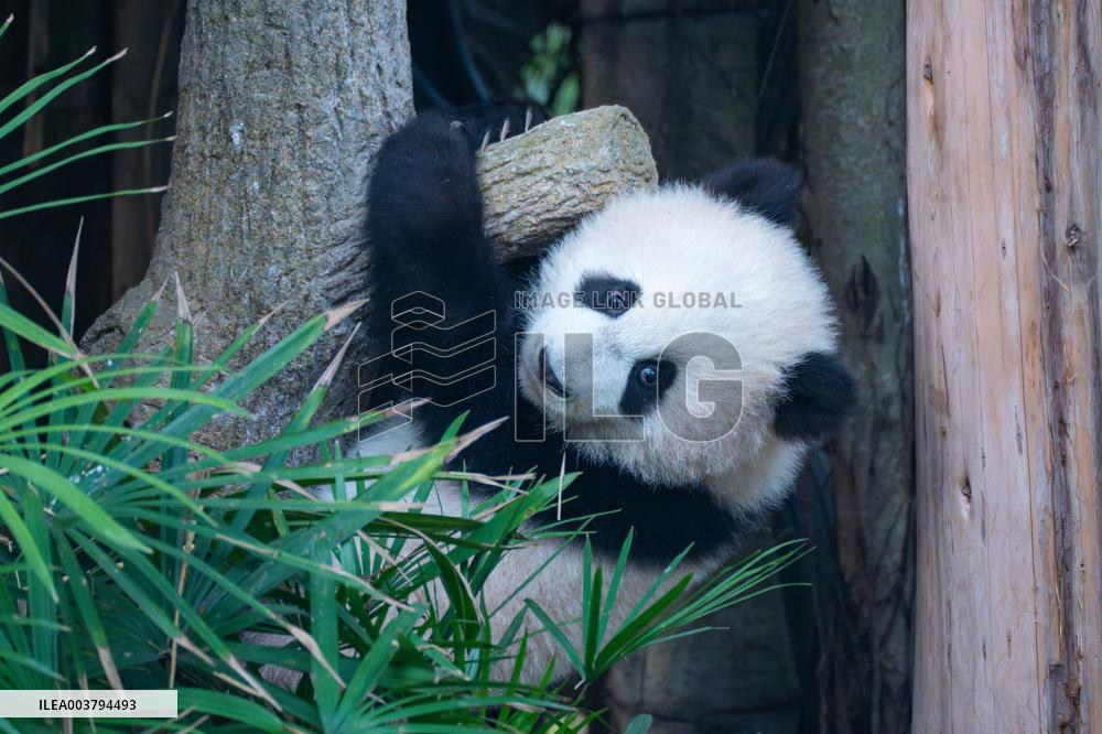 Giant Panda Celebrate New Year in Chongqing Zoo