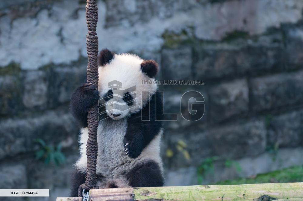 Giant Panda Celebrate New Year in Chongqing Zoo