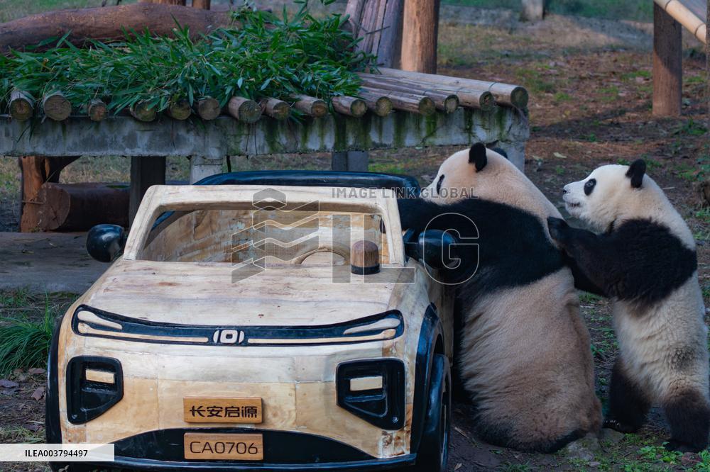 Giant Panda Celebrate New Year in Chongqing Zoo