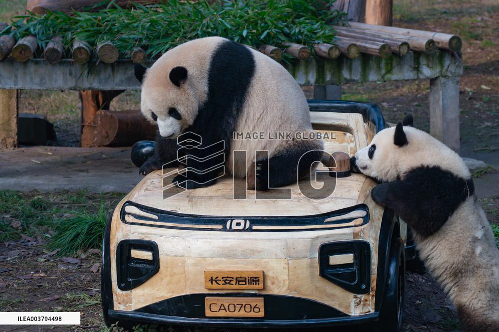 Giant Panda Celebrate New Year in Chongqing Zoo