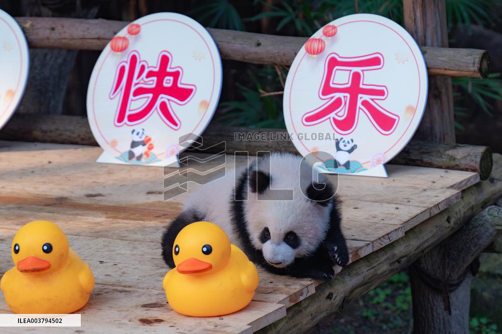 Giant Panda Celebrate New Year in Chongqing Zoo
