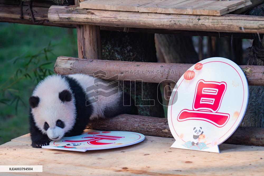 Giant Panda Celebrate New Year in Chongqing Zoo