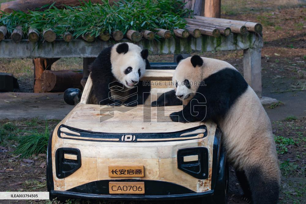 Giant Panda Celebrate New Year in Chongqing Zoo