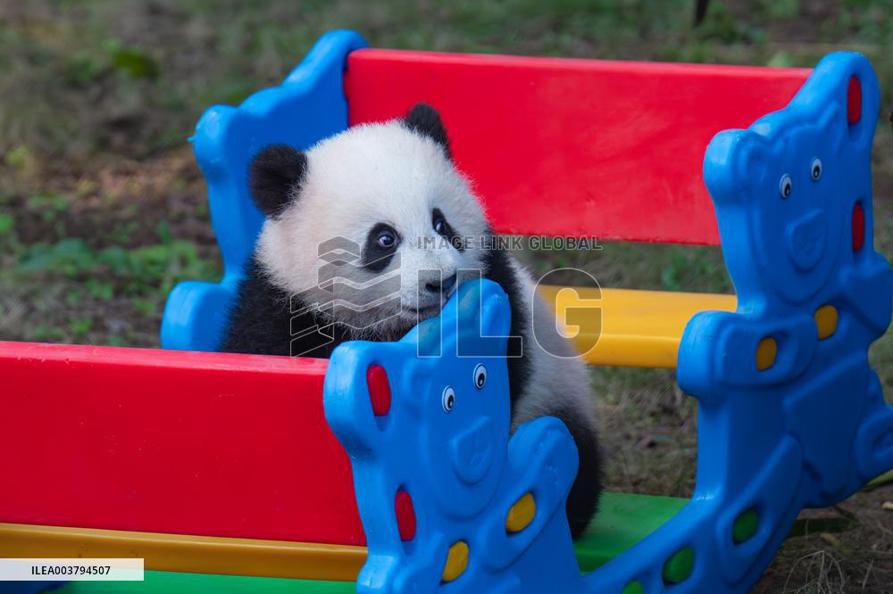 Giant Panda Celebrate New Year in Chongqing Zoo