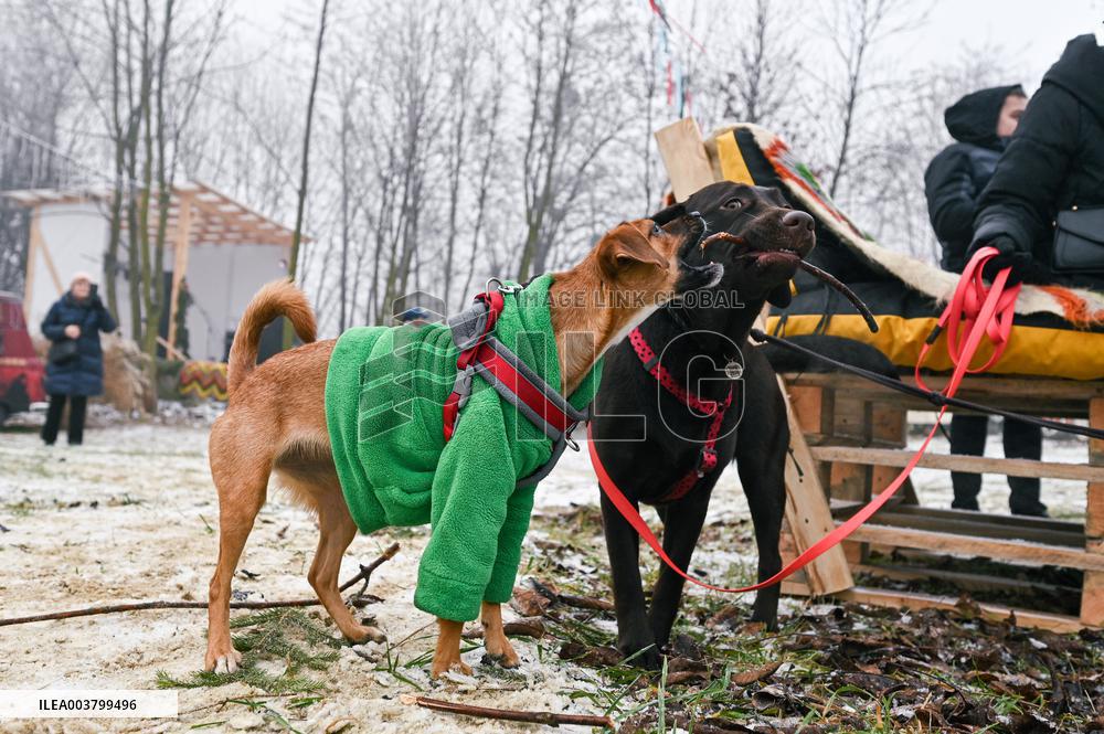 Bazaar of Good in Lviv support³ stray animals