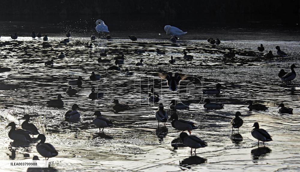 Mallards in Vinnytsia