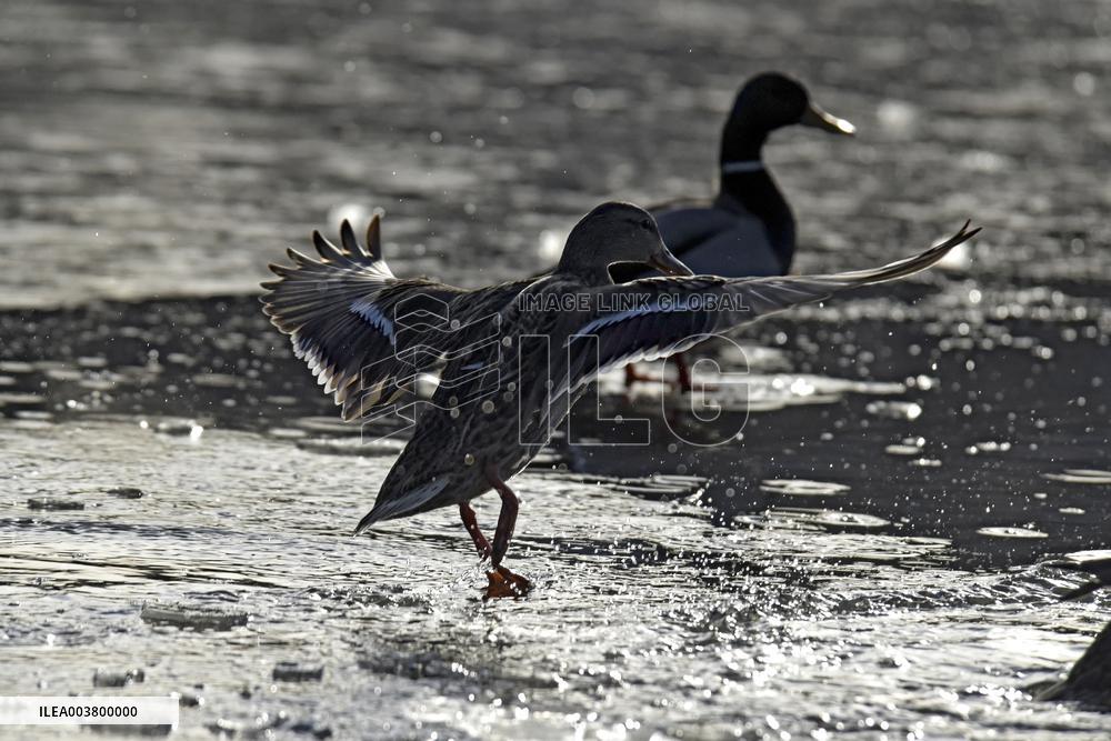 Mallards in Vinnytsia