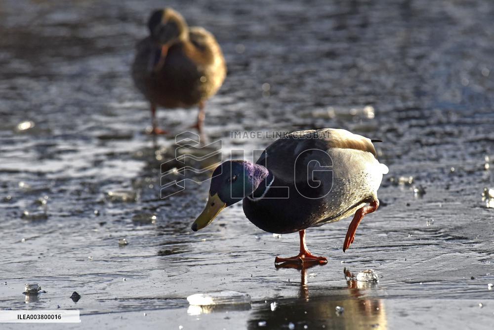 Mallards in Vinnytsia