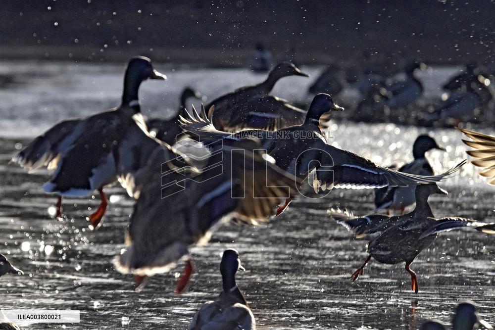Mallards in Vinnytsia