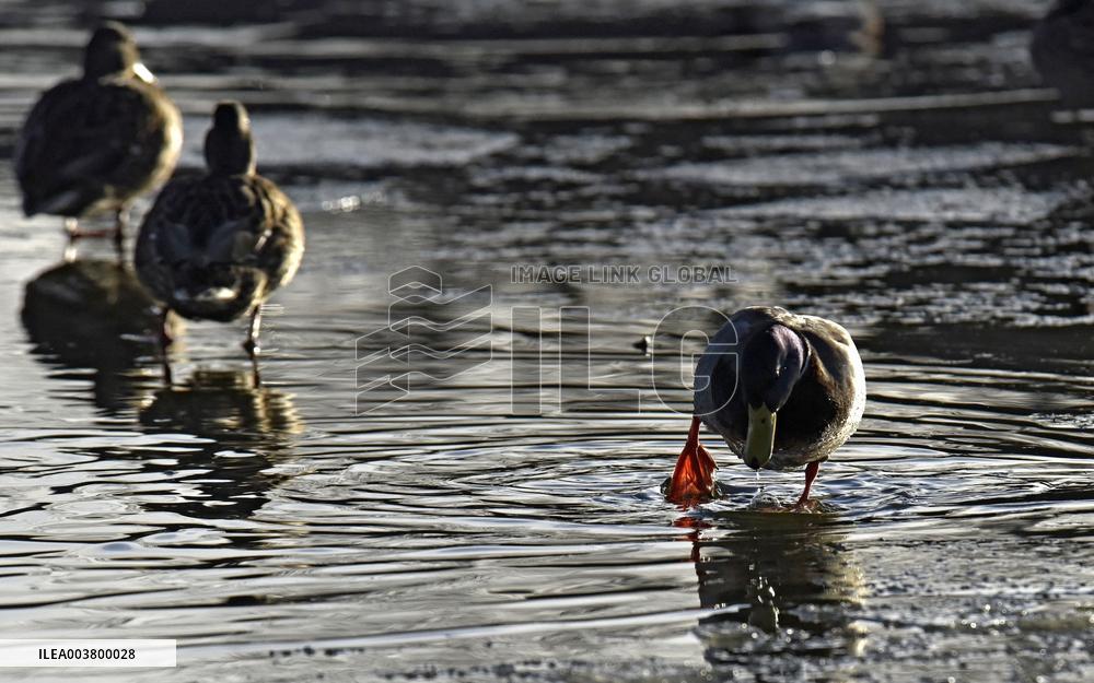 Mallards in Vinnytsia