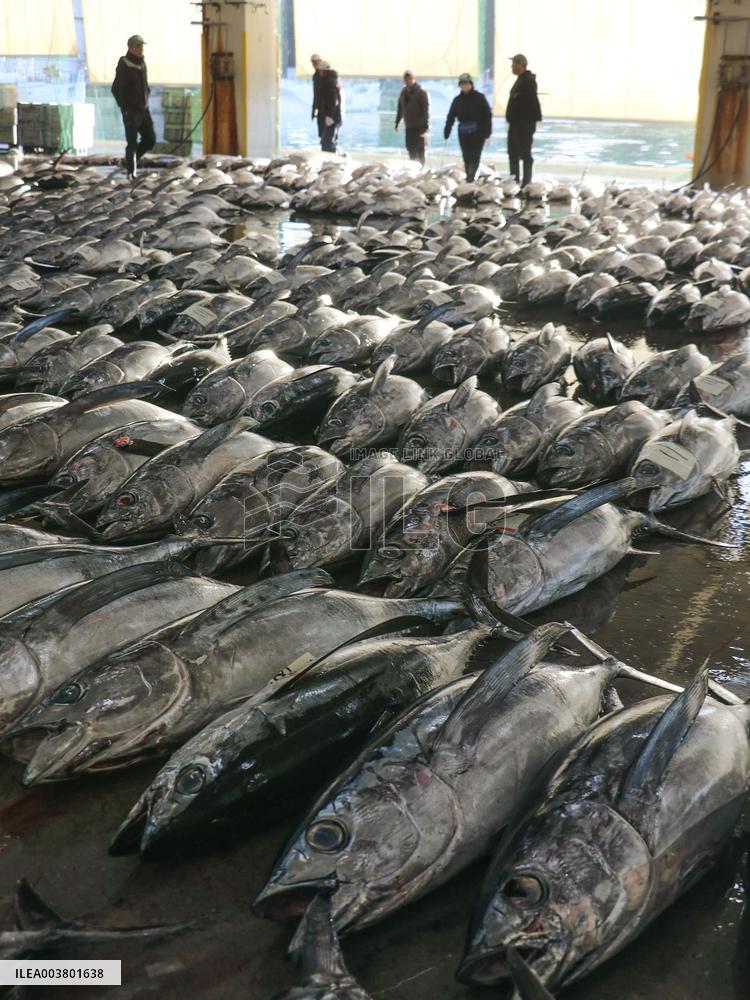 Tuna auction at Wakayama wholesale market
