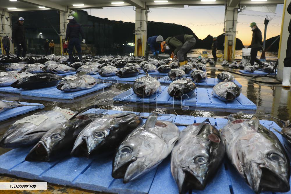 Tuna auction at Wakayama wholesale market