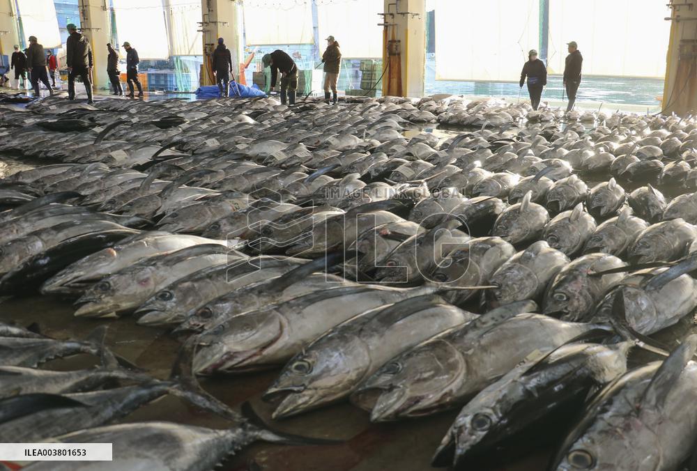 Tuna auction at Wakayama wholesale market