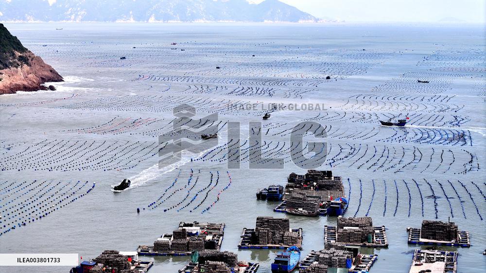 Abalone Harvesting in Fuzhou