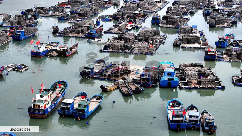 Abalone Harvesting in Fuzhou