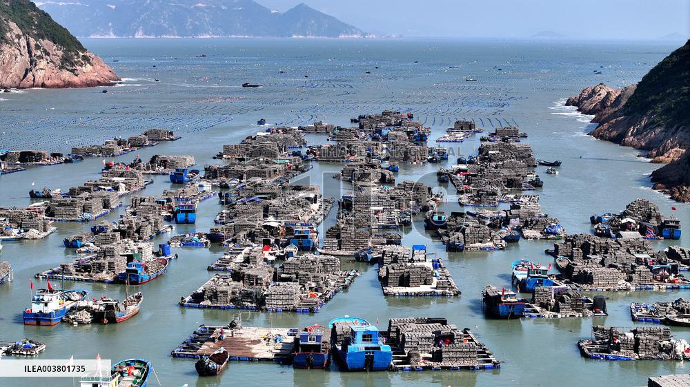 Abalone Harvesting in Fuzhou