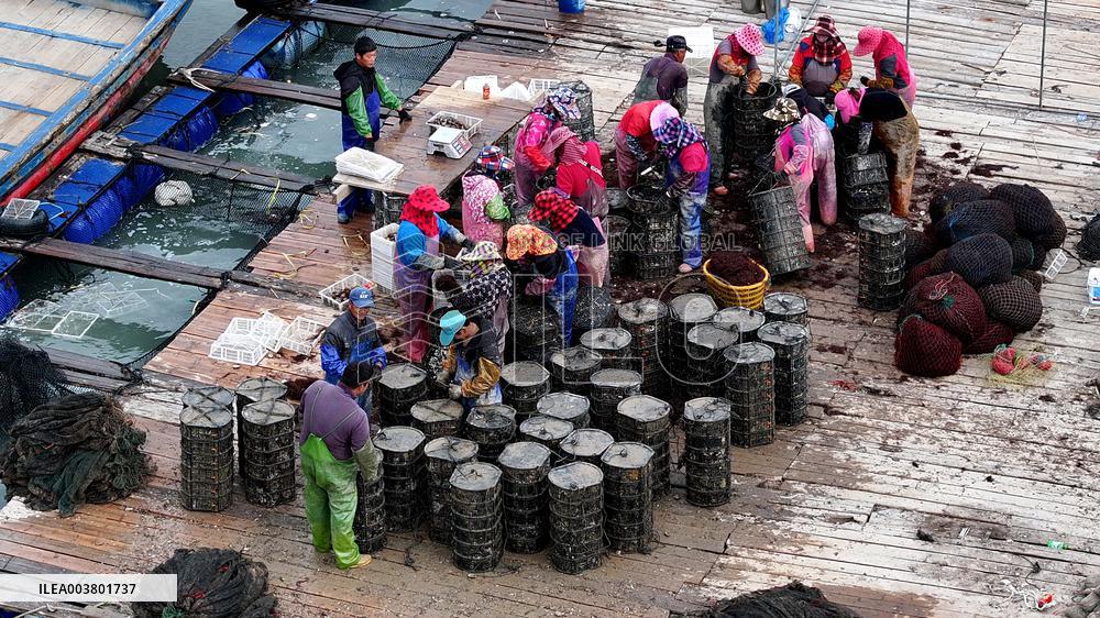 Abalone Harvesting in Fuzhou