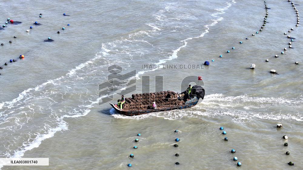 Abalone Harvesting in Fuzhou