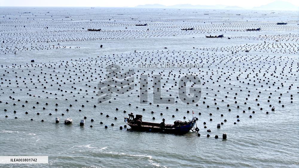 Abalone Harvesting in Fuzhou