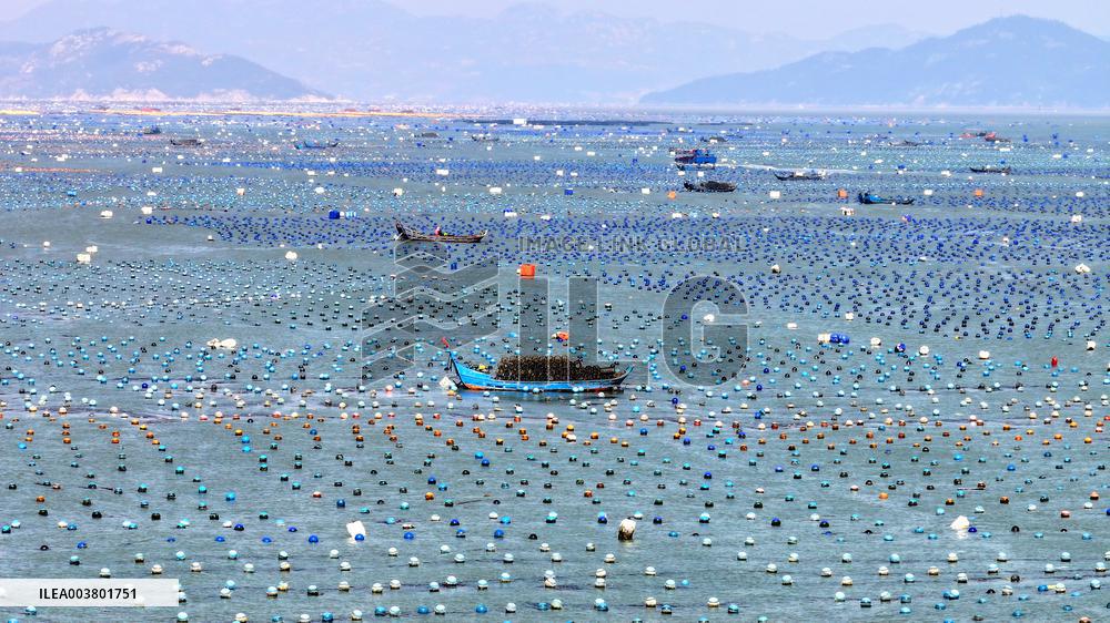 Abalone Harvesting in Fuzhou