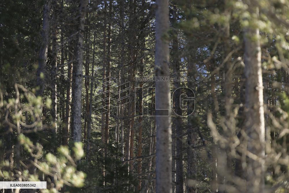 Illustration - Cross-Country Ski - Montgenevre
