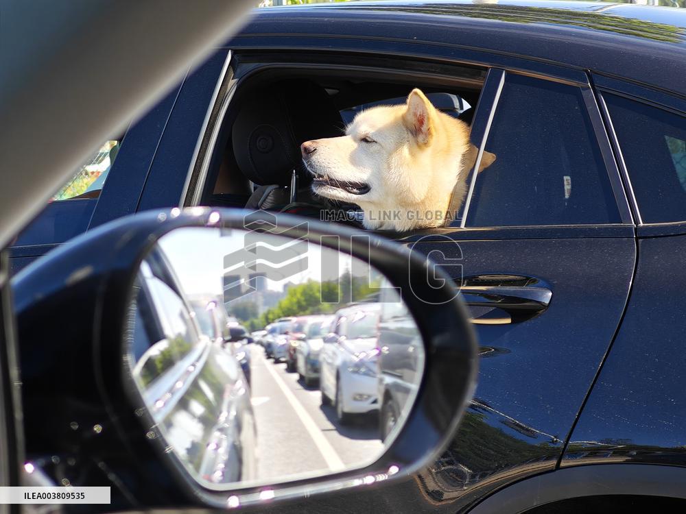 Pet industry in China