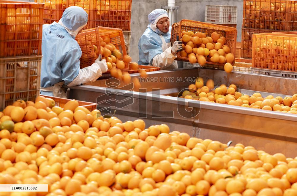China Navel Oranges Manufacturing Industry