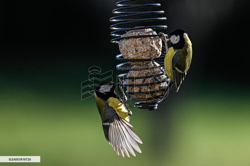 Great Tit Illustration - Montauriol