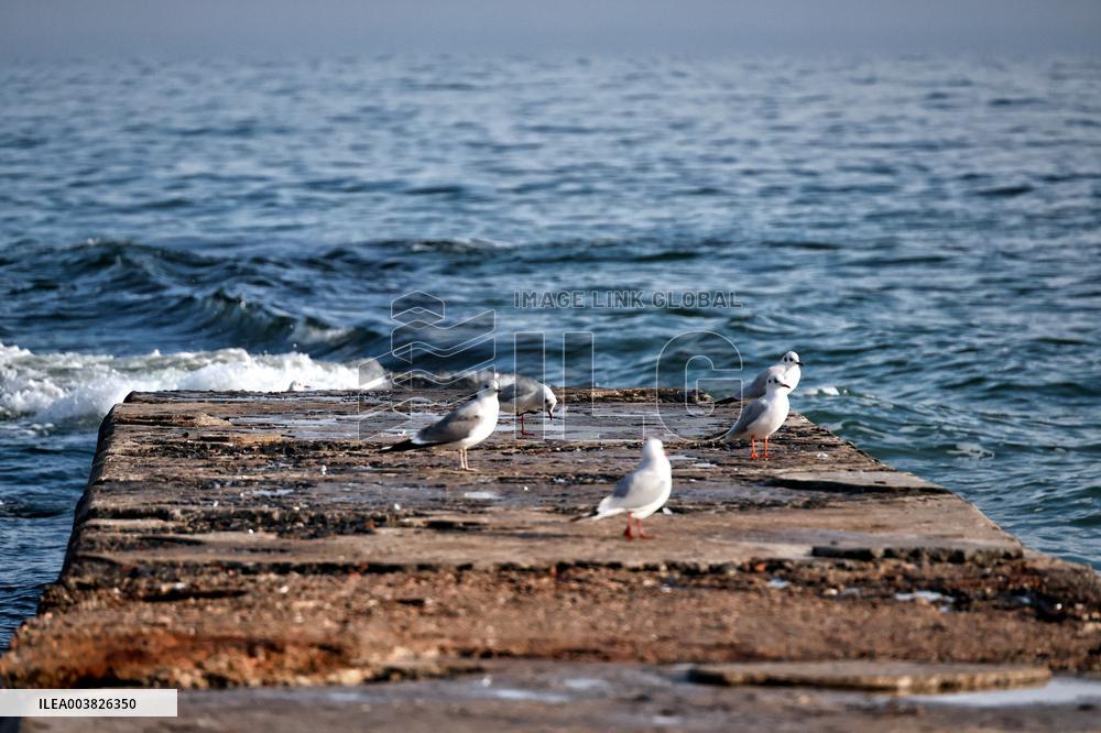 Odesa beach in winter