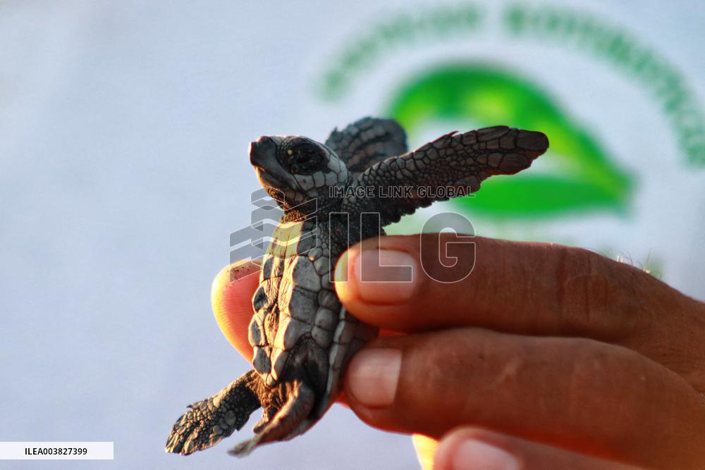 Baby Olive Ridley Sea Turtles Release - Mexico