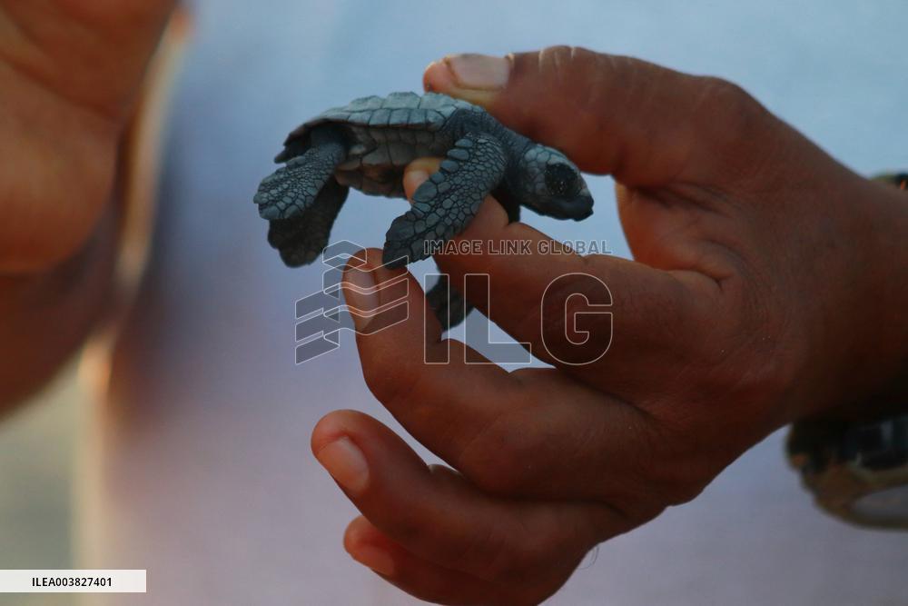 Baby Olive Ridley Sea Turtles Release - Mexico