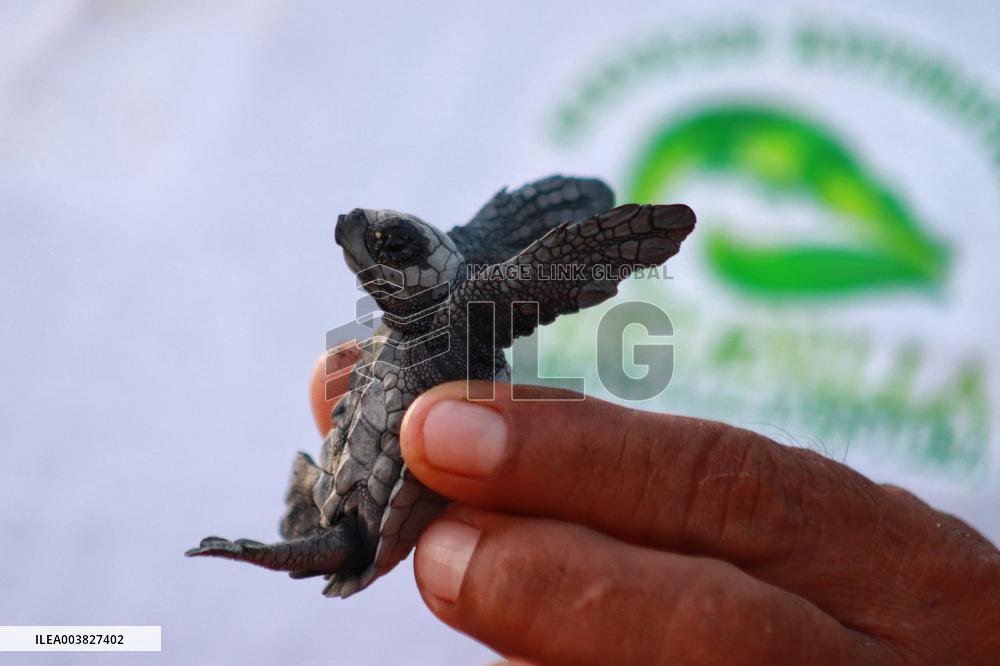 Baby Olive Ridley Sea Turtles Release - Mexico