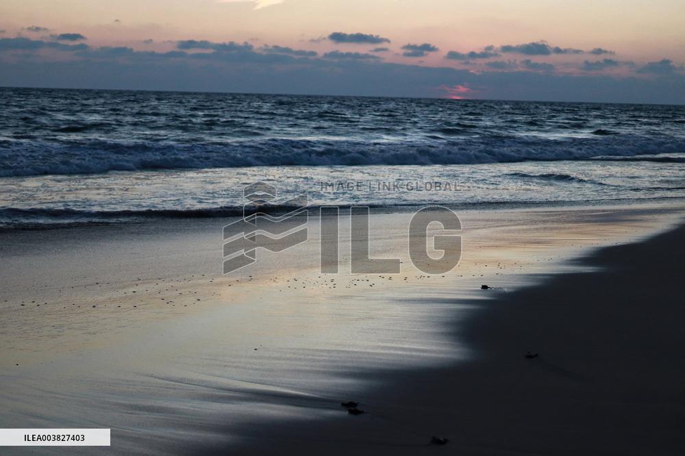 Baby Olive Ridley Sea Turtles Release - Mexico