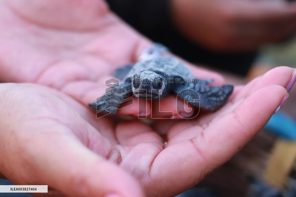 Baby Olive Ridley Sea Turtles Release - Mexico