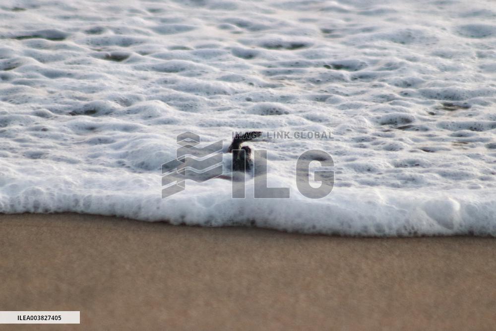 Baby Olive Ridley Sea Turtles Release - Mexico