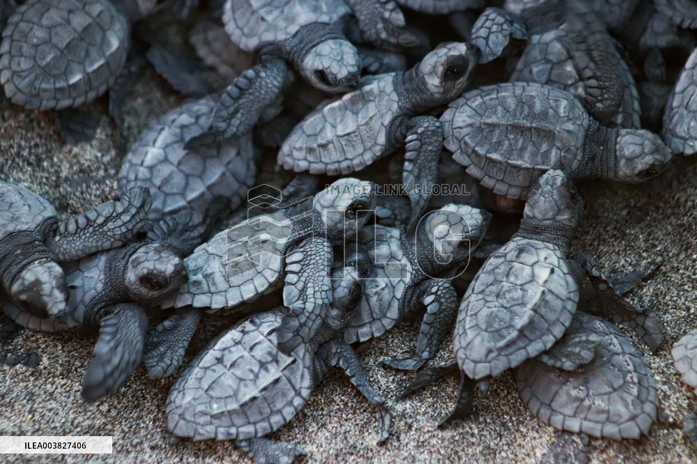 Baby Olive Ridley Sea Turtles Release - Mexico