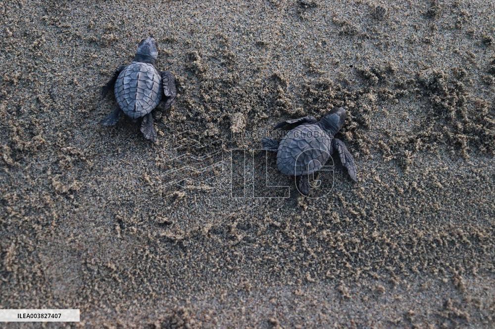 Baby Olive Ridley Sea Turtles Release - Mexico