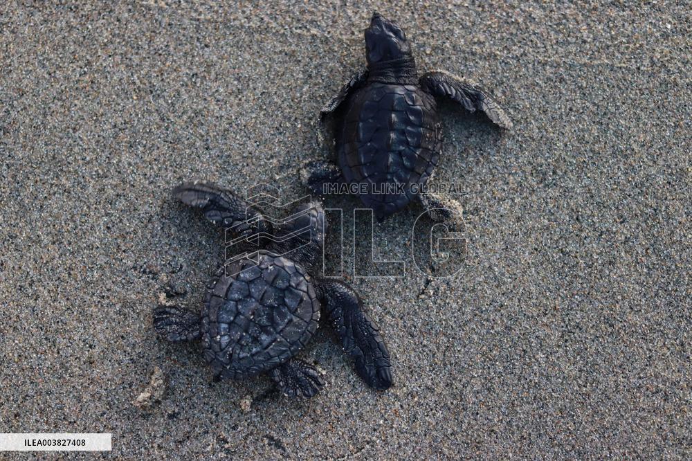 Baby Olive Ridley Sea Turtles Release - Mexico