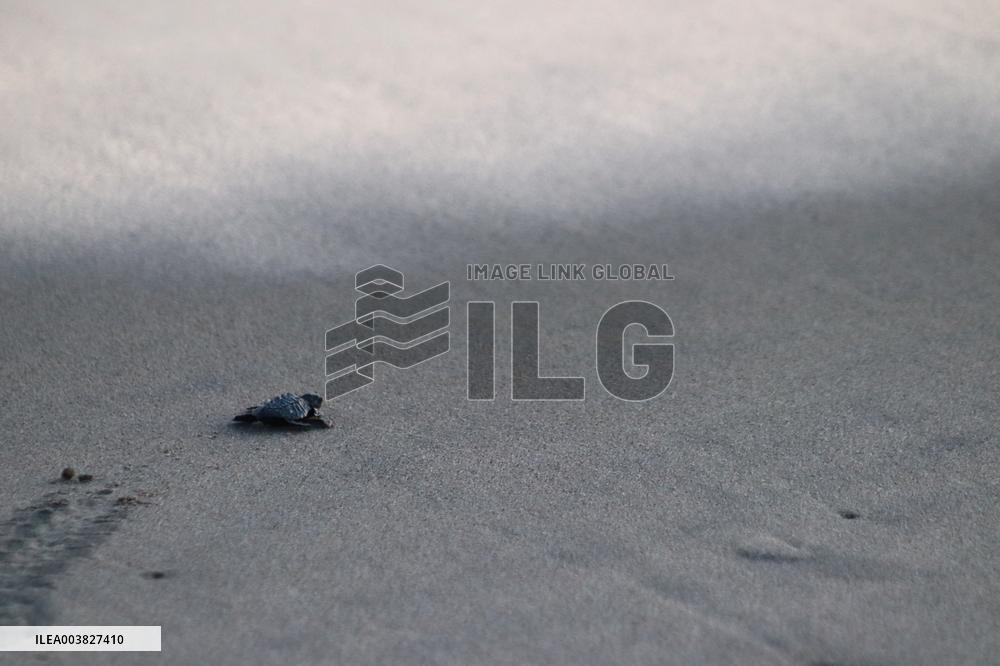 Baby Olive Ridley Sea Turtles Release - Mexico