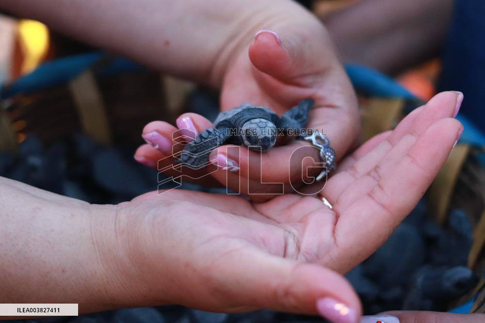 Baby Olive Ridley Sea Turtles Release - Mexico