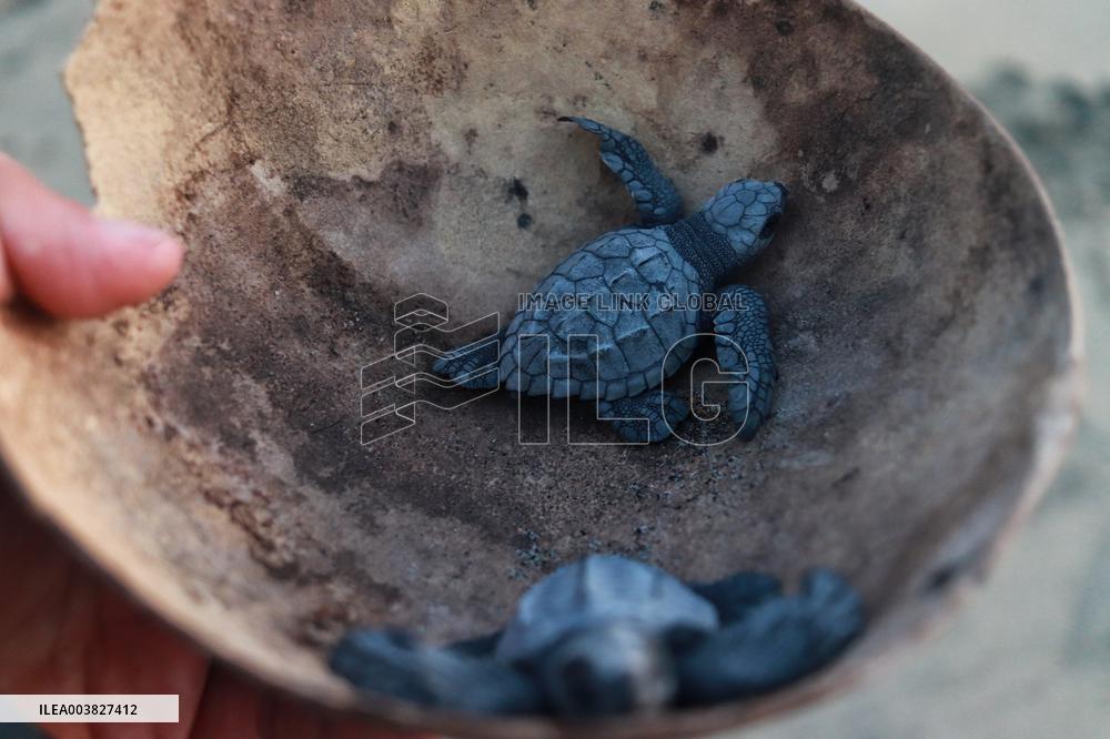 Baby Olive Ridley Sea Turtles Release - Mexico